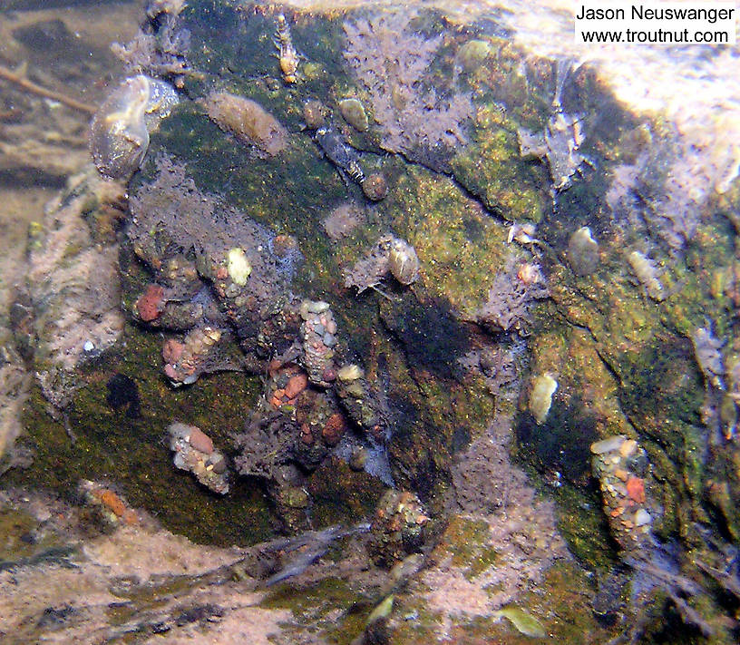 In this picture: Mayfly Species Ephemerella invaria (Sulphur Dun), Insect Order Trichoptera (Caddisflies), and Animal Class Gastropoda (Snails). From the Bois Brule River in Wisconsin.