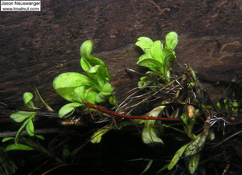 Several well-camouflaged Ephemerella mayfly nymphs cling to this log, and a few cased caddisfly larvae cling to the plant in front of it.  In this picture: Mayfly Genus Ephemerella (Hendricksons, Sulphurs, PMDs) and Insect Order Trichoptera (Caddisflies). From the Bois Brule River in Wisconsin.