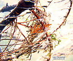 Several cased caddis larvae cling to the twigs of a fallen tree limb in a clear trout stream's strong current.  In this picture: Insect Order Trichoptera (Caddisflies). From the Bois Brule River in Wisconsin.