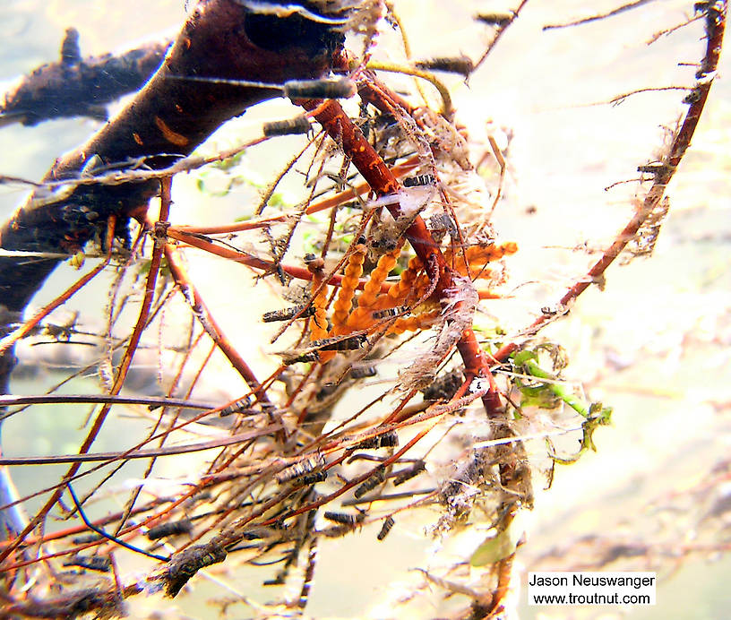 Several cased caddis larvae cling to the twigs of a fallen tree limb in a clear trout stream's strong current.  In this picture: Insect Order Trichoptera (Caddisflies). From the Bois Brule River in Wisconsin.