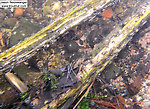 In this picture: Insect Order Trichoptera (Caddisflies). From the Bois Brule River in Wisconsin.