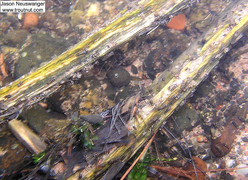 In this picture: Insect Order Trichoptera (Caddisflies). From the Bois Brule River in Wisconsin.