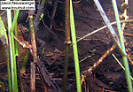 A water boatman and a scud are visible in this picture.  Can you find them?  In this picture: True Bug Family Corixidae (Water Boatmen) and Arthropod Order Amphipoda (Scuds). From the Bois Brule River in Wisconsin.