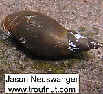 In this picture: Animal Class Gastropoda (Snails). From the Bois Brule River in Wisconsin.