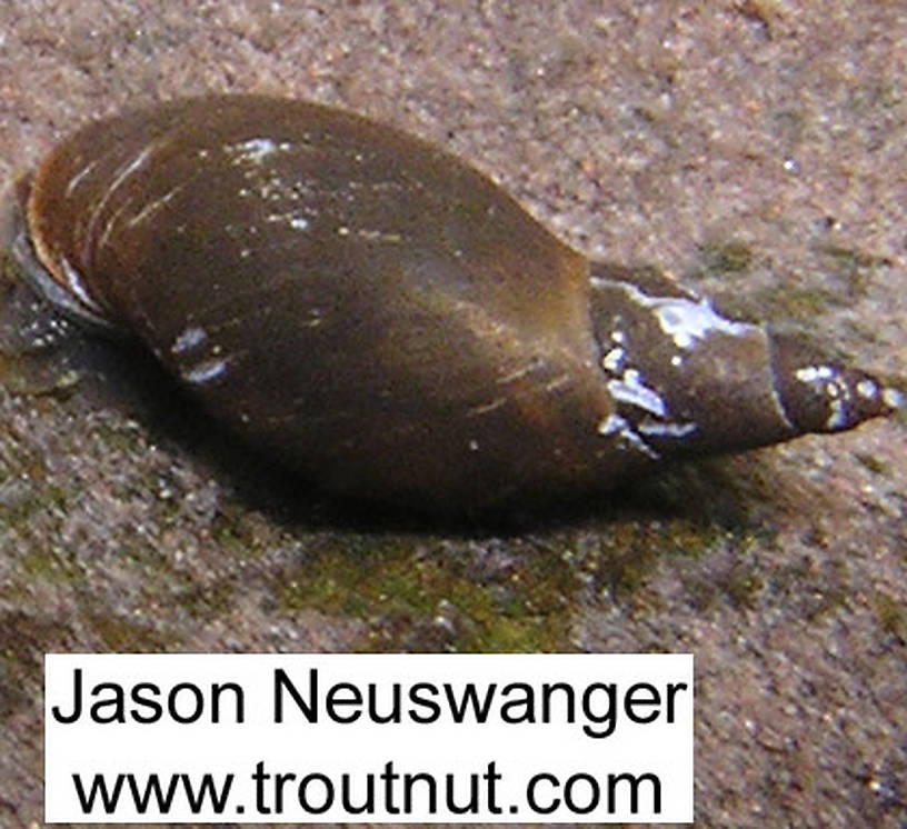 In this picture: Animal Class Gastropoda (Snails). From the Bois Brule River in Wisconsin.