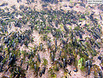 Hundreds of cased caddis larvae cling to sparse weed growth in the sand under heavy current.  In this picture: Insect Order Trichoptera (Caddisflies). From Eighteenmile Creek in Wisconsin.