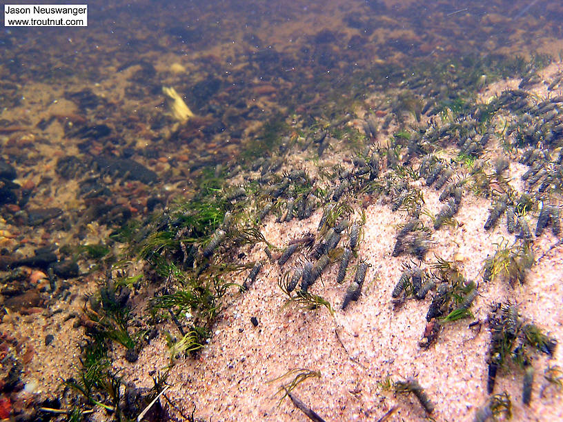 Cased caddis larvae blanket this section of stream bottom.  In this picture: Insect Order Trichoptera (Caddisflies). From Eighteenmile Creek in Wisconsin.