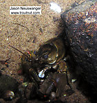 A crayfish munches on an unidentified white thing.  In this picture: Arthropod Order Decapoda (Crayfish). From the Namekagon River in Wisconsin.