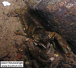 In this picture: Arthropod Order Decapoda (Crayfish). From the Namekagon River in Wisconsin.