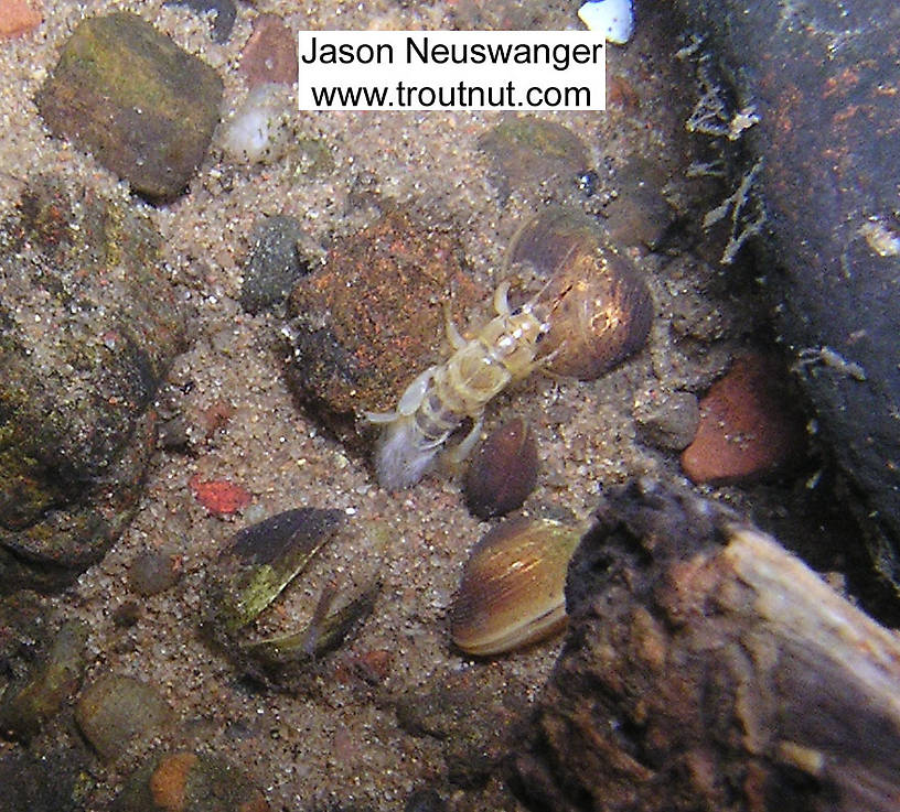 I lifted a rock in pursuit of a stonefly nymph that had scurried beneath it, and instead I found this Ephemera simulans burrowing mayfly nymph waiting to be photographed.  In this picture: Mayfly Species Ephemera simulans (Brown Drake). From the Namekagon River in Wisconsin.