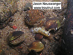 In this picture: Mayfly Species Ephemera simulans (Brown Drake). From the Namekagon River in Wisconsin.