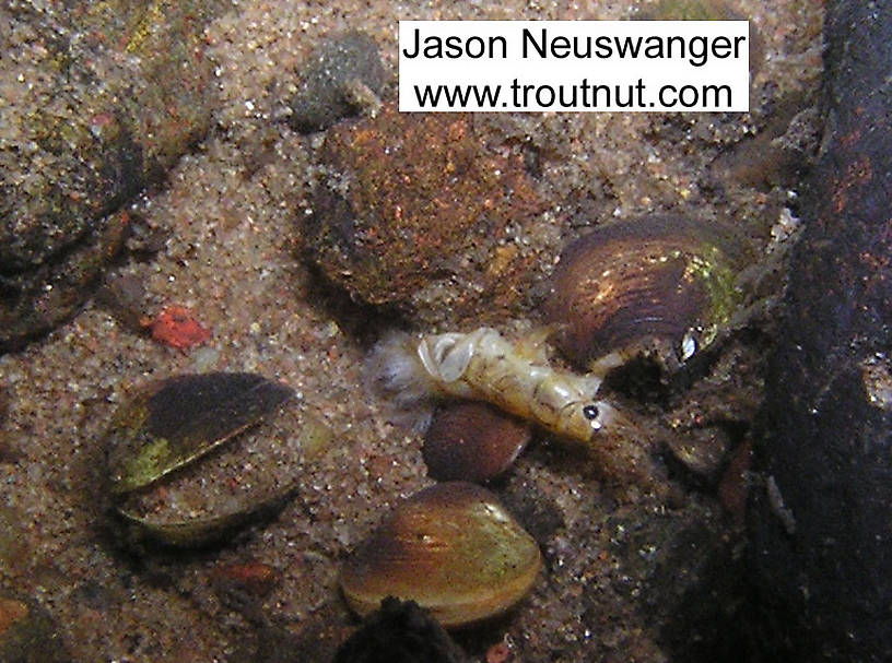 In this picture: Mayfly Species Ephemera simulans (Brown Drake). From the Namekagon River in Wisconsin.