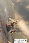 Here's a view through the stationary den of a type of netspinning caddisfly larva.  In this picture: Insect Order Trichoptera (Caddisflies). From the Namekagon River in Wisconsin.