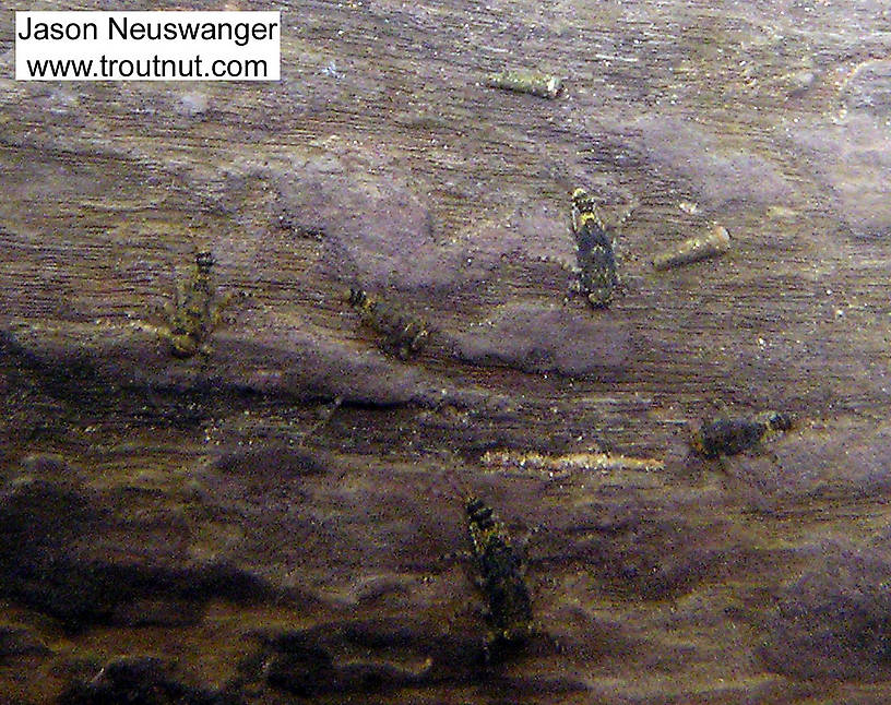 In this picture: Mayfly Species Ephemerella subvaria (Hendrickson), Insect Order Trichoptera (Caddisflies), and Mayfly Species Ephemerella invaria (Sulphur Dun). From the Namekagon River in Wisconsin.