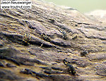 In this picture: Mayfly Species Ephemerella subvaria (Hendrickson) and Mayfly Species Ephemerella invaria (Sulphur Dun). From the Namekagon River in Wisconsin.