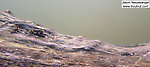 In this picture: Mayfly Species Ephemerella subvaria (Hendrickson). From the Namekagon River in Wisconsin.