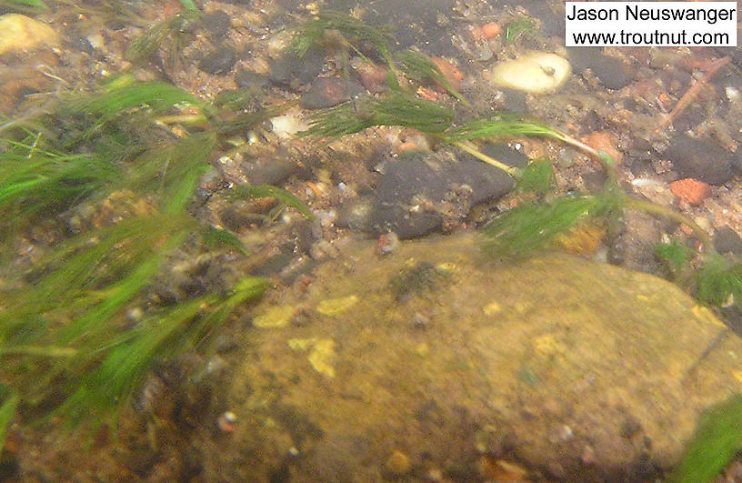 In this picture: Mayfly Genus Epeorus (Little Maryatts). From the Namekagon River in Wisconsin.