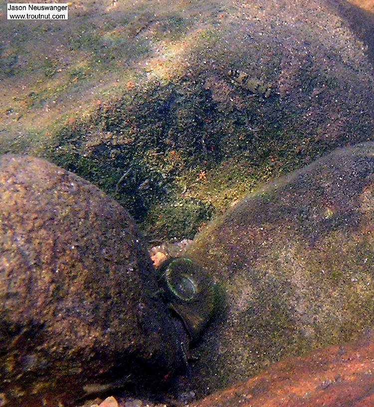 In this picture: Animal Class Gastropoda (Snails). From the Namekagon River in Wisconsin.