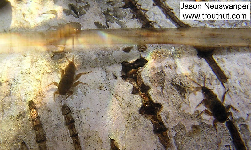 In this picture: Mayfly Species Ephemerella subvaria (Hendrickson). From the Namekagon River in Wisconsin.