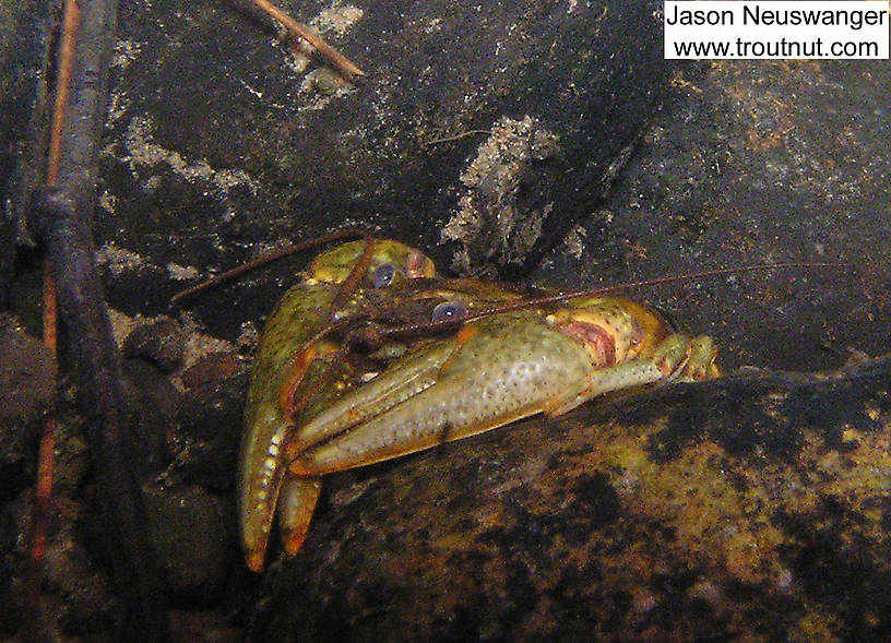 In this picture: Arthropod Order Decapoda (Crayfish). From the Namekagon River in Wisconsin.