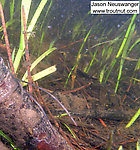 There's a very well-camouflaged Baetisca laurentina mayfly nymph resting on the twig in the bottom left corner of this picture. Can you spot him?  In this picture: Mayfly Species Baetisca laurentina (Armored Mayfly). From the Namekagon River in Wisconsin.