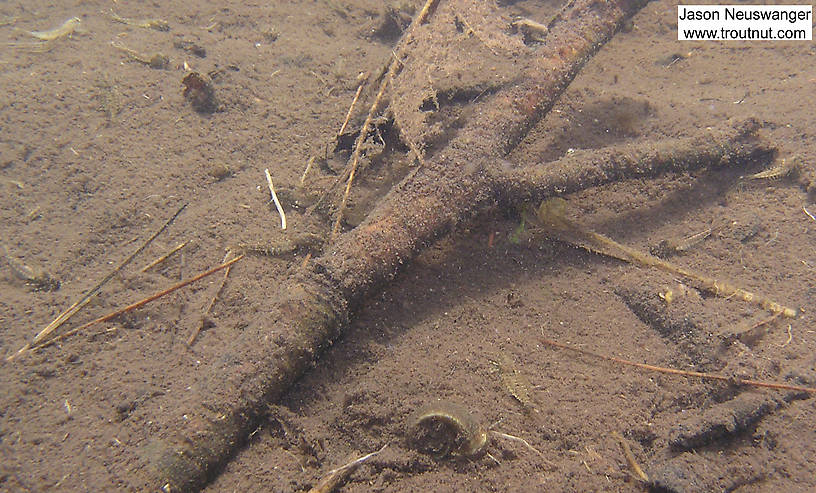 Several fast-swimming Siphlonurus nymphs blend in very well with the silt in this slow backwater along a trout stream.  In this picture: Mayfly Genus Siphlonurus (Gray Drakes). From the Namekagon River in Wisconsin.