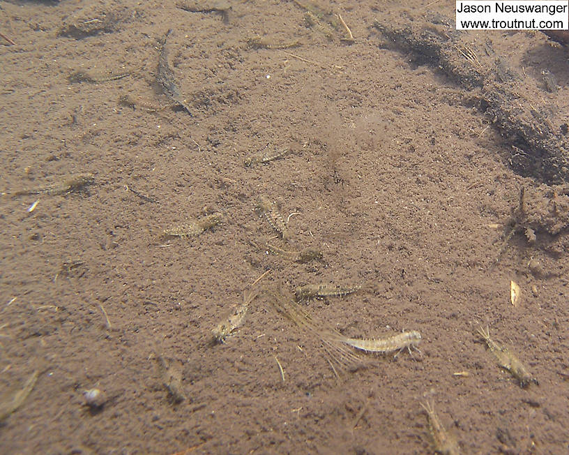 In this picture: Mayfly Genus Siphlonurus (Gray Drakes). From the Namekagon River in Wisconsin.