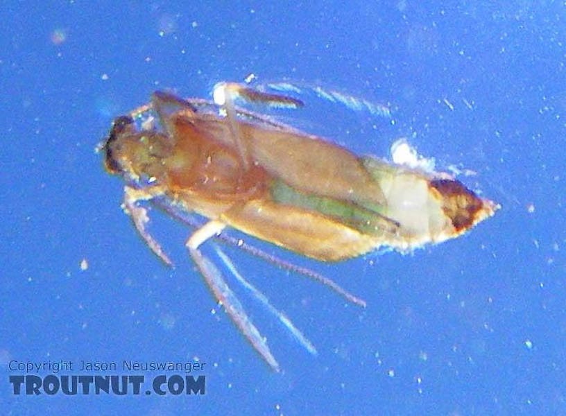 A Brachycentrus "Apple Caddis" pupa scoots around in the surface film.  Apparently it had some difficulty emerging, so I was able to slip my camera underneath it and take a picture from below.  In this picture: Caddisfly Species Brachycentrus appalachia (Apple Caddis). From the East Branch of the Delaware River in New York.