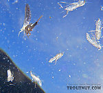 This picture from below shows a stillborn Ephemerella subvaria (Hendrickson) dun drifting on the surface amidst a number of shed pupal skins from Brachycentrus caddisflies which were heavily hatching that day.  In this picture: Caddisfly Species Brachycentrus appalachia (Apple Caddis) and Mayfly Species Ephemerella subvaria (Hendrickson). From the East Branch of the Delaware River in New York.