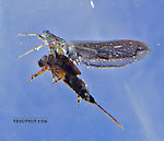 This is a close-up underwater view of a stillborn Ephemerella subvaria (Henrickson) female dun.  In this picture: Mayfly Species Ephemerella subvaria (Hendrickson). From the East Branch of the Delaware River in New York.