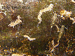 Several Baetidae nymphs line up on a rock.  In this picture: Mayfly Family Baetidae (Blue-Winged Olives). From Mongaup Creek in New York.