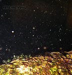 In this picture: Mayfly Genus Epeorus (Little Maryatts) and Mayfly Family Baetidae (Blue-Winged Olives). From Mongaup Creek in New York.