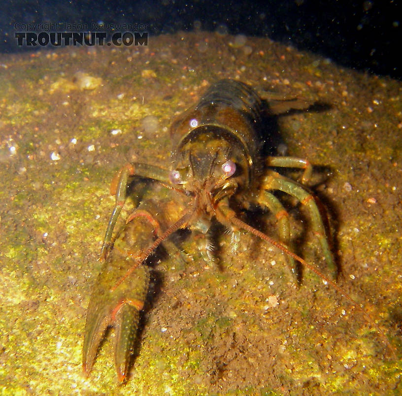 In this picture: Arthropod Order Decapoda (Crayfish). From the Namekagon River in Wisconsin.