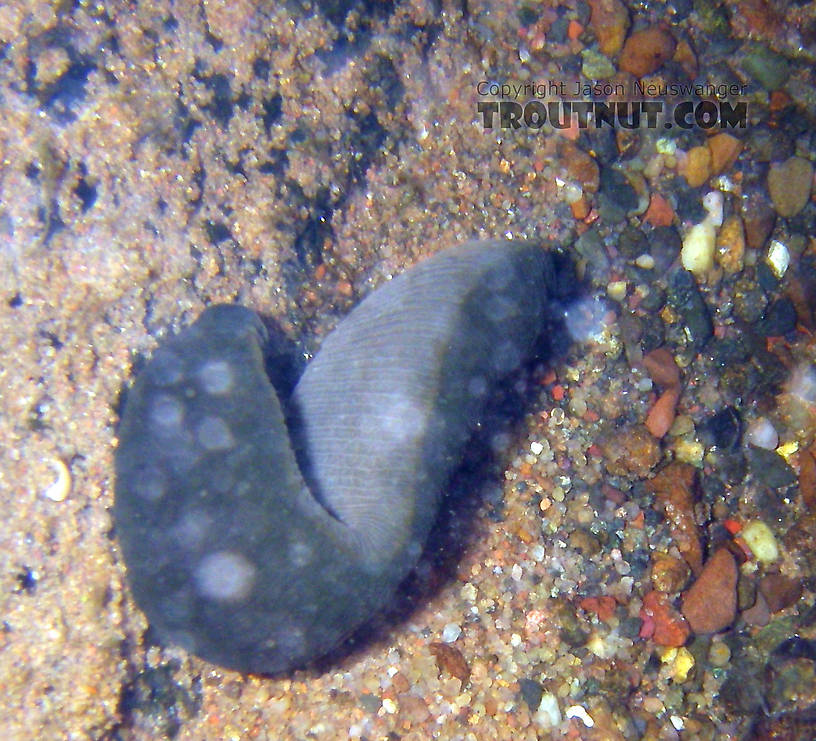 I spotted this very large leech freely tumbling, and occasionally stopping, along the bottom of a clear, cool trout stream.  I paid careful attention later and spotted two more like it, but this one was the largest -- probably over 7 inches stretched out.

There is one other picture of it.  In this picture: Animal Class Clitellata-Hirudinae (Leeches). From the Namekagon River in Wisconsin.