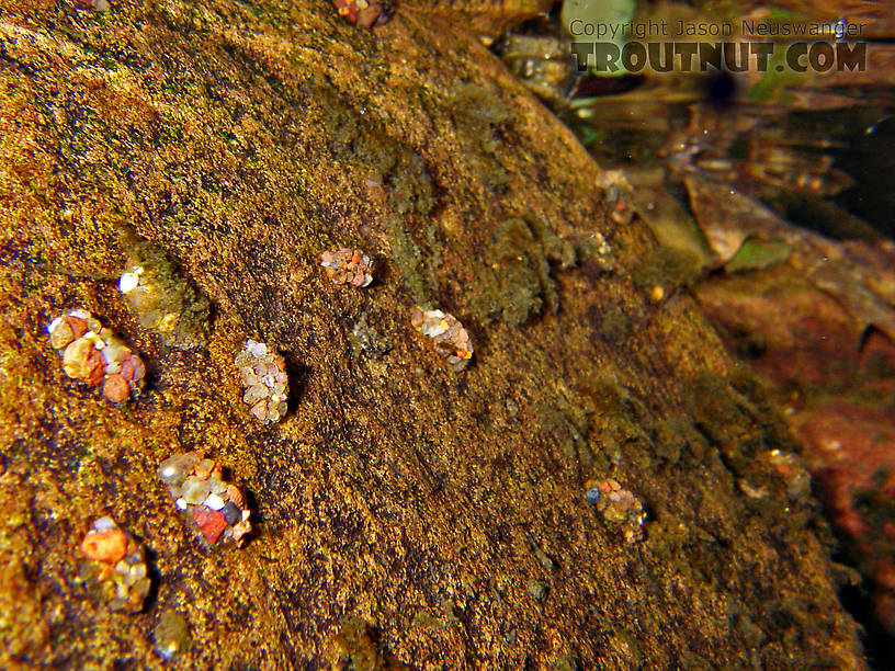 These are glossosomatids, Jason.  They are probably Glossosoma nigrior, though it is possible that we are looking at mixed species.  The ones to the right with their aggregate of similar sized grains are classic Glossosoma, while the ones to the left with the large anchor pebbles could possibly be Agapetus.  Regardless, they're all commonly referred to as saddle case makers.  In this picture: Caddisfly Family Glossosomatidae (Saddle-case Makers). From Spring Creek in Wisconsin.