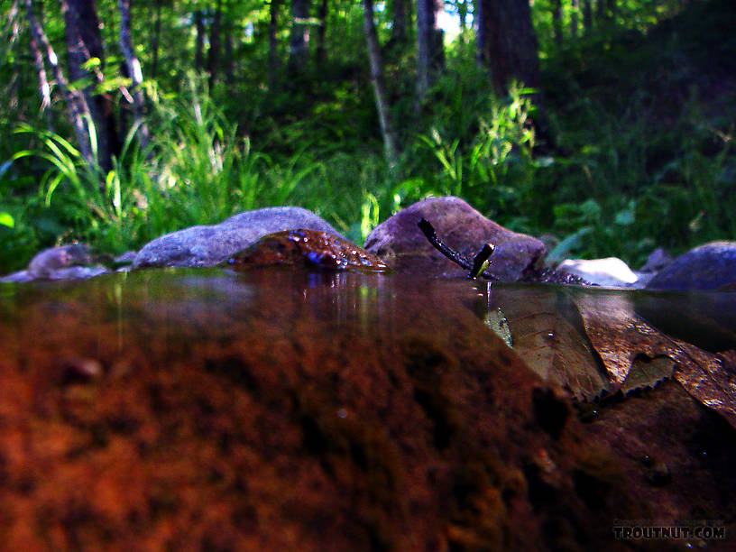 Above and below a small brook trout stream. From Spring Creek in Wisconsin.