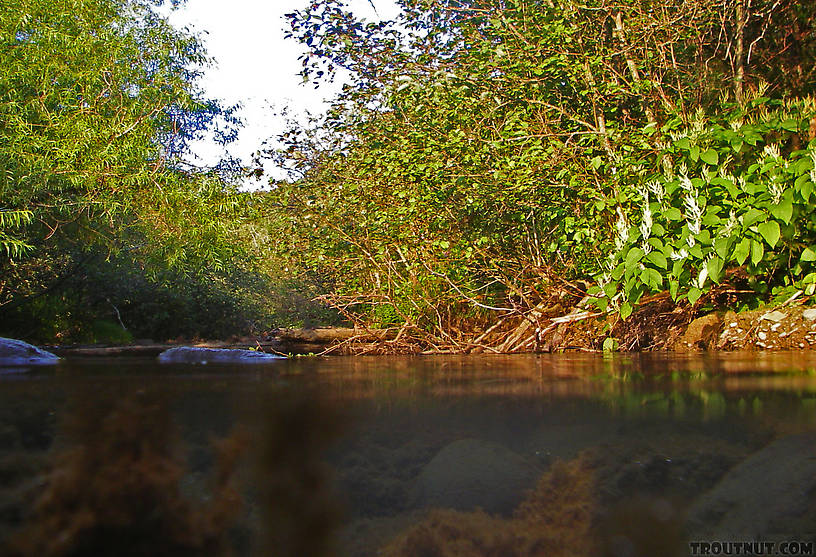  From the West Branch of Owego Creek in New York.