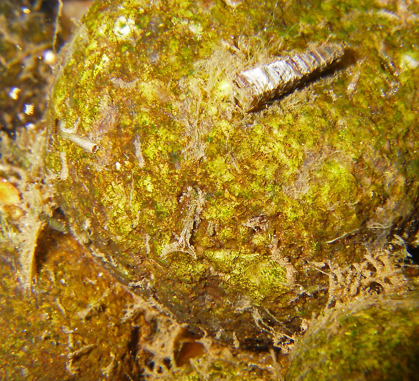 Despite the late date in the season, several caddisfly larvae remain on the rocks in this river.  In this picture: Insect Order Trichoptera (Caddisflies). From the Neversink River in New York.