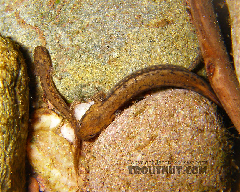 I got a nice picture of the pool these salamander larvae inhabit a few weeks later.  In this picture: Amphibian Order Caudata (Salamanders). From the Mystery Creek # 23 in New York.