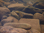 I tried to photograph this salamander but it kept scurrying away from the camera.  The rocks in this little backwater are covered with a thin layer of very easily disturbed silt, so anywhere I followed it I didn't have much time to photograph before the water was too turbid for a good shot.  This is the best I got.  In this picture: Amphibian Order Caudata (Salamanders). From the East Branch of Trout Brook in New York.