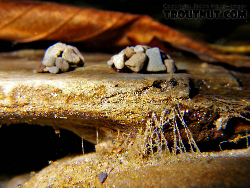 In this picture: Saddle-case Maker Genus Glossosoma (Little Brown Short-horned Sedges). From the East Branch of Trout Brook in New York.