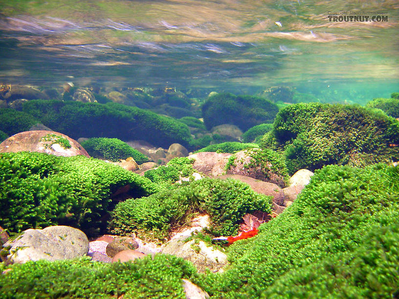 I love this mossy plant on so many of the rocks in this stream. From the Mystery Creek # 23 in New York.