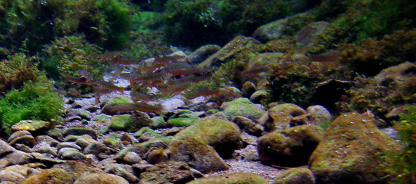 I was able to photograph these young yearling brook trout from a distance in the crystal clear water of a small spring.  When I tried to get closer, they all hid in the lush vegetation. From Mystery Creek # 19 in Wisconsin.