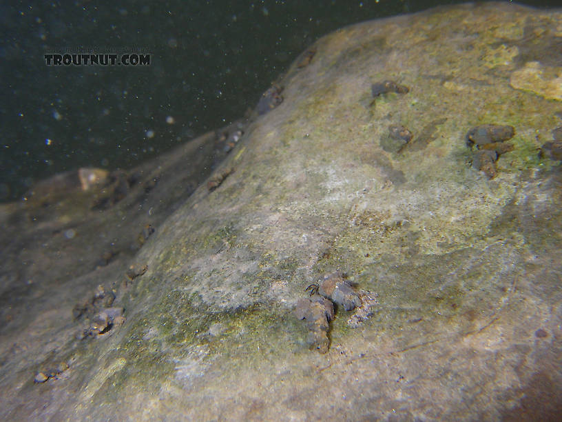 In this picture: Insect Order Trichoptera (Caddisflies). From Hemlock Creek in New York.