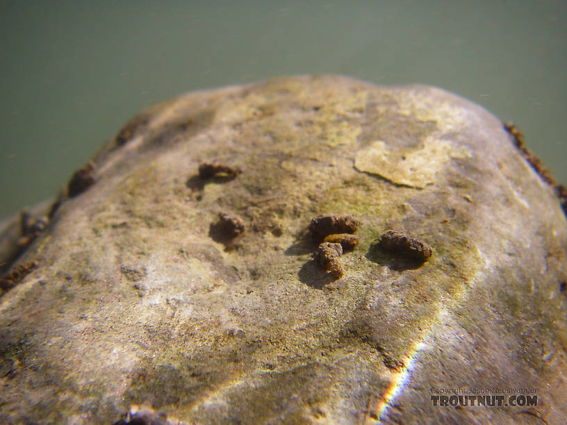 In this picture: Insect Order Trichoptera (Caddisflies). From Hemlock Creek in New York.