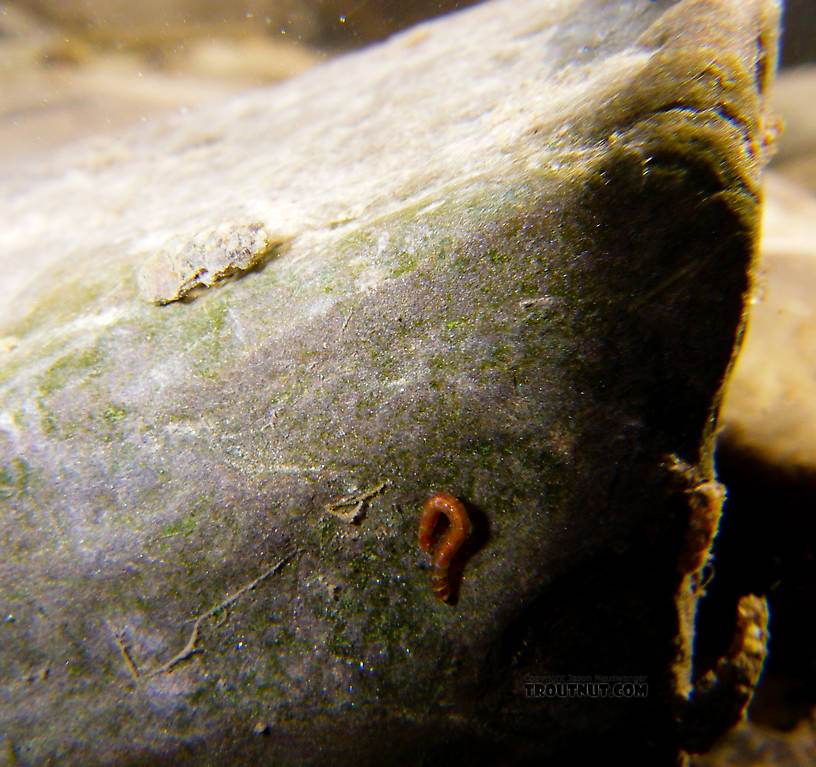 In this picture: True Fly Family Chaoboridae and Insect Order Trichoptera (Caddisflies). From Hemlock Creek in New York.