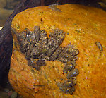 A variety of cased caddisfly larvae, probably mostly Neophylax, have clustered along the backside of a rock in fast water.  There seem to be some Helicopsychidae larvae clustered along the bottom, and a few other taxa are mixed in.  It's interesting that several larvae have especially large stones placed over the front openings of their cases, perhaps to block the case off for pupation.

It does seem to be the wrong time of year for Neophylax to be pupating, but that was the ID given for one of these which I collected and photographed up close.  In this picture: Caddisfly Genus Neophylax (Autumn Mottled Sedges) and Caddisfly Genus Helicopsyche (Speckled Peters). From Cayuta Creek in New York.