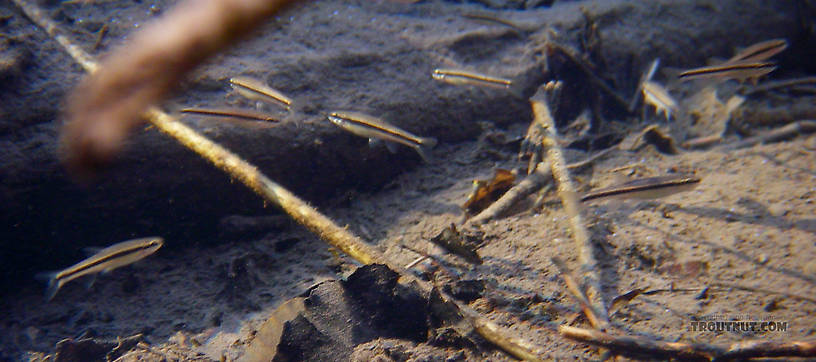 Several small minnows (bluntnose minnows, maybe?) mill around in this still backwater of a small trout stream. From Dresserville Creek in New York.