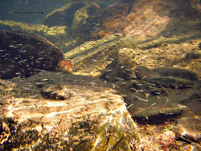 Late May finds many trout streams brimming with tiny minnow fry in large schools. From Brodhead Creek in Pennsylvania.