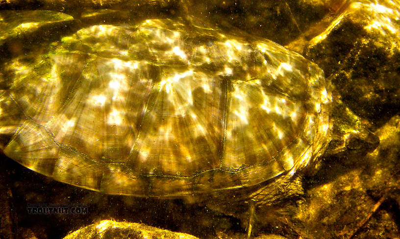 Gonzo and I had to wait a few seconds for this snapping turtle to get out of our way before we crossed over a log on his small stream. From Mystery Creek # 42 in Pennsylvania.